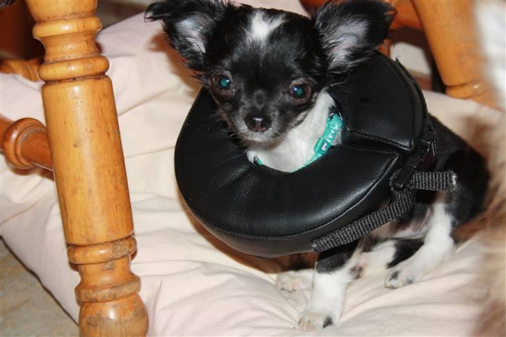 Chihuahua silke - silke med krave, hun havde på ,mens hun havde bøvl med øjene ,i starten havde hun svært ved at løfte den , efter 3 uger ku hun løbe med den , men af og til slog hun nærmstet en kolbøt så sad hun bare lidt og kikke før hun løb vider  billede 6