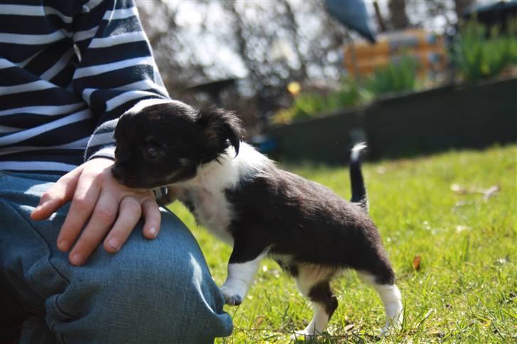 Chihuahua silke billede 7