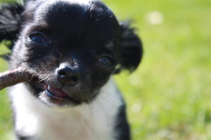 Chihuahua silke billede 8