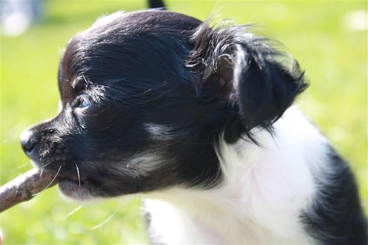Chihuahua silke billede 9