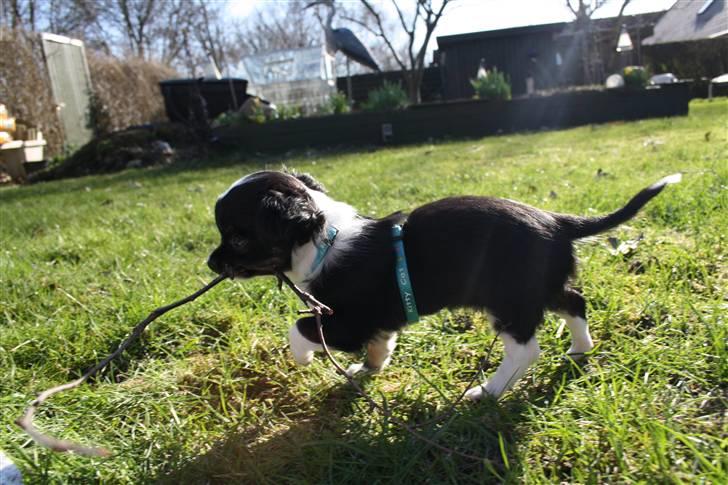 Chihuahua silke - den gren tar jeg lige .... billede 11