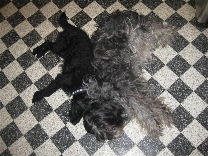 Blanding af racer - Hilda - Spiller død ;) billede 18