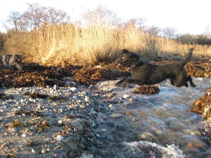 Blanding af racer - Hilda - Jeg kan hoppe høøøjt ;) billede 19