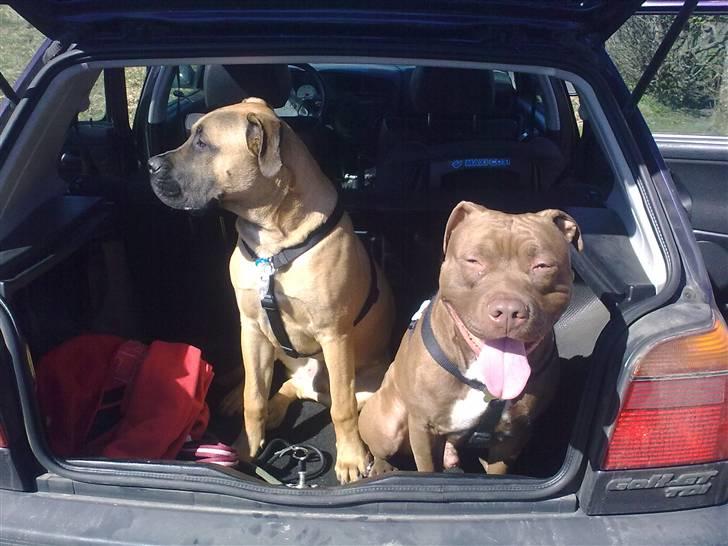 Blanding af racer Odin - Odin og Sparco, på vej i skoven :P, 7 mdr. billede 7