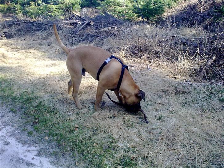 Blanding af racer Odin - Odin i skoven, 7 mdr. billede 8