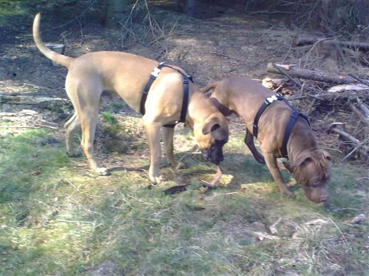 Blanding af racer Odin - Odin i skoven, 7 mdr. billede 9