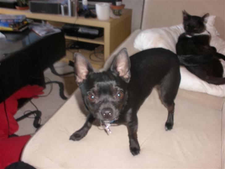 Blanding af racer Bella chihuahua/dværgpins - Kom bare an smiller jeg fange dig når mor ligge dig ned billede 7