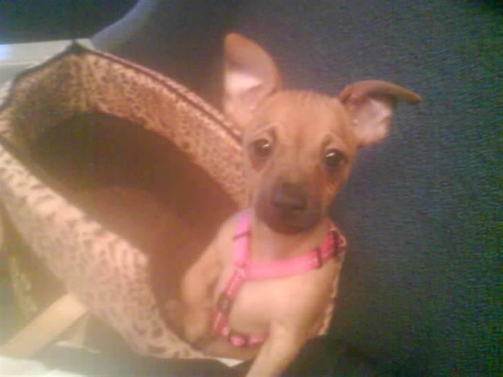 Blanding af racer Titi chihuahua/dværgpinsc - Titi da jeg lige havde købte på vej til mormor billede 2