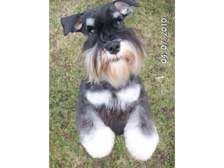 Dvaergschnauzer Eragon billede 1