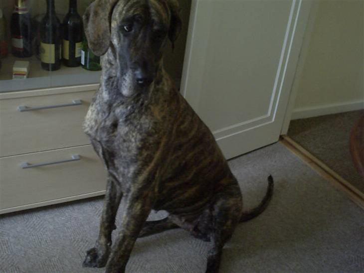 {{currentPhoto.altText}} billede {{currentPhoto.number}}