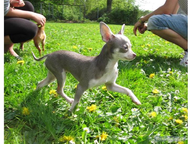 Chihuahua Luna - "Se hvor smuk jeg er" billede 1