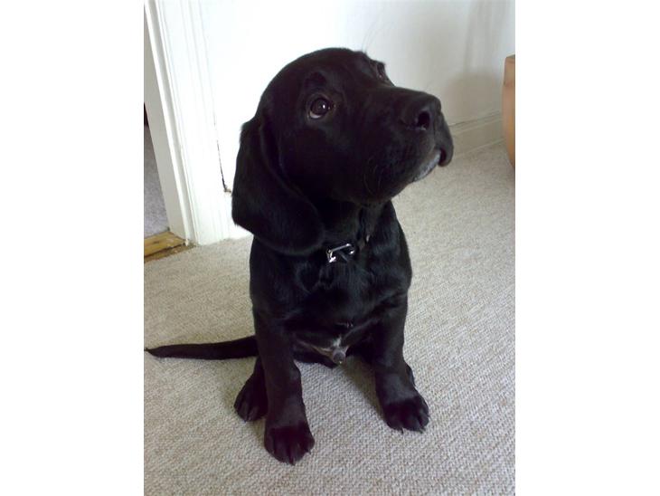 Labrador retriever Basse  billede 1