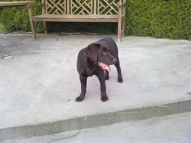 Labrador retriever Coco billede 1