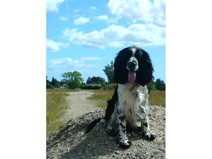 Engelsk springer spaniel Marlo - Det er svært at se, men han sidder faktisk på en bunke jord, der står på en gammel byggeplads :D billede 1