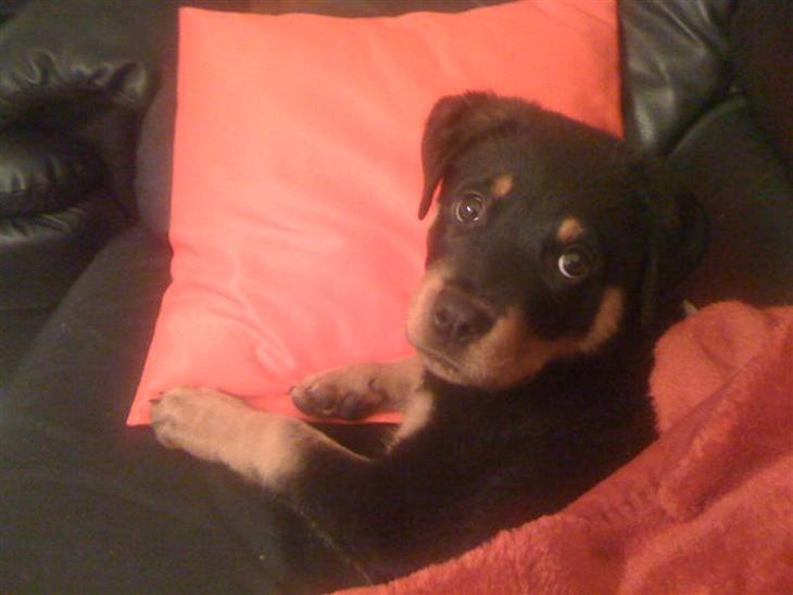 Rottweiler Simba R.I.P - Simba og Jeg billede 1