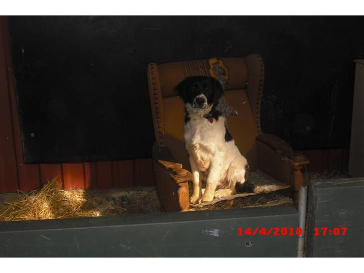 Blanding af racer Basse<3 billede 1