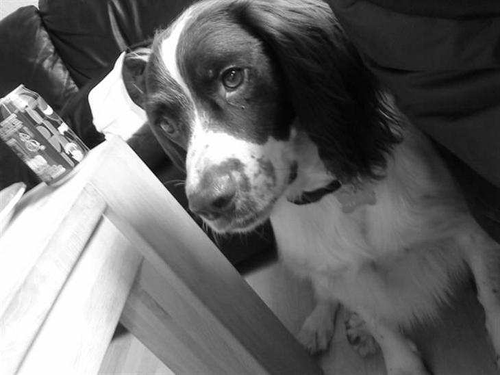 Engelsk springer spaniel gunner billede 1