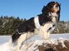 Cavalier king charles spaniel Jobbe