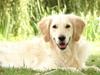 Golden retriever Trisha