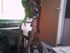 Blanding af racer Yatzy - solgt <3 [Tidl. hund]