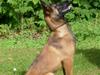 Malinois Mille