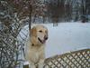 Golden retriever Djazz