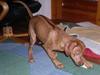 Rhodesian ridgeback zaliwa