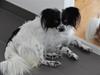 Papillon Sissi