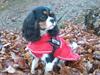 Cavalier king charles spaniel Tilde