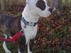 Amerikansk bulldog Hardrock Bull´s Katinka