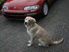 Golden retriever Tino