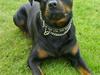 Rottweiler Hector