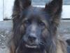 Schæferhund Tiffany