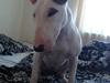 Bullterrier Diva