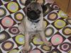 Mops Malde