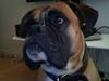 Boxer Buffi