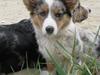 Welsh corgi cardigan Smartie`s Fina Fleur
