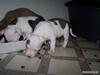 Amerikansk staffordshire terrier Ven / Blue Eyes