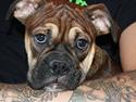 Olde english bulldogge Fenja