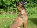 Malinois Mille
