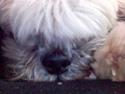 Lhasa apso Bamse - Himmelhund