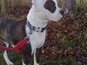 Amerikansk bulldog Hardrock Bull´s Katinka