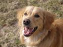 Nova scotia duck tolling retriever /Golden retriever Alma