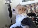 Ruhåret foxterrier Pjevs