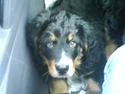 Berner sennenhund Kento