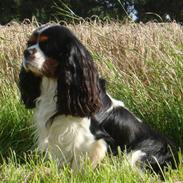 Cavalier king charles spaniel Jobbe