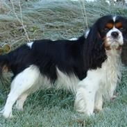 Cavalier king charles spaniel Jobbe