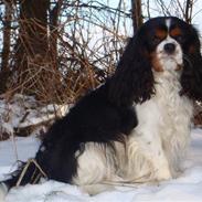 Cavalier king charles spaniel Jobbe