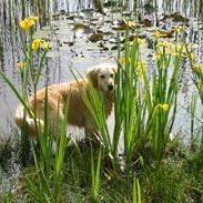 Golden retriever Trisha