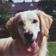 Golden retriever Trisha